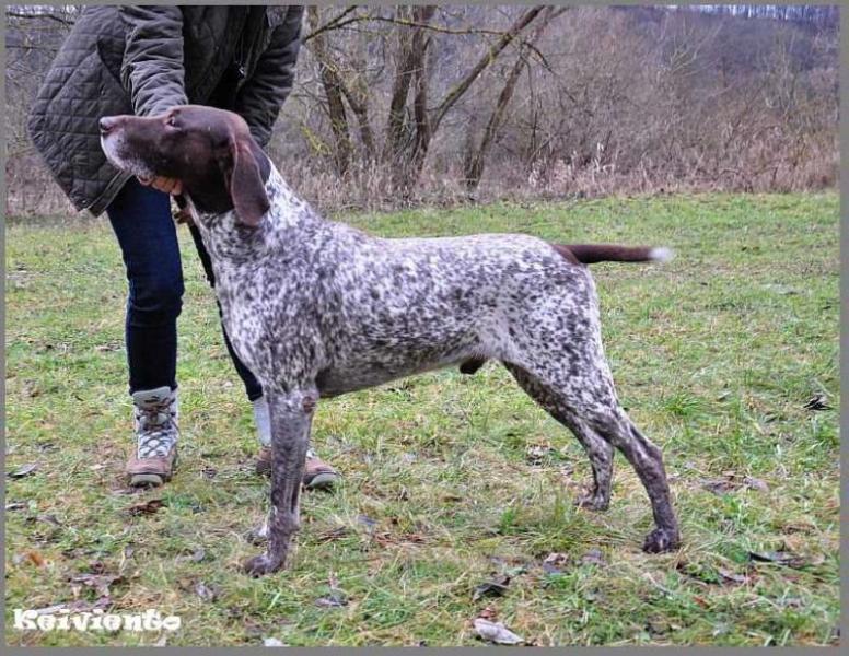 KS VITO Silesia | German Shorthaired Pointer 