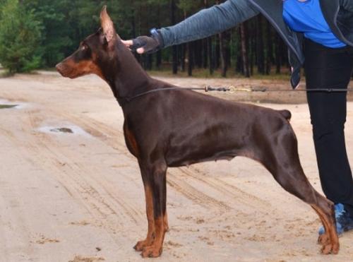 Anima Vero Anabel | Brown Doberman Pinscher