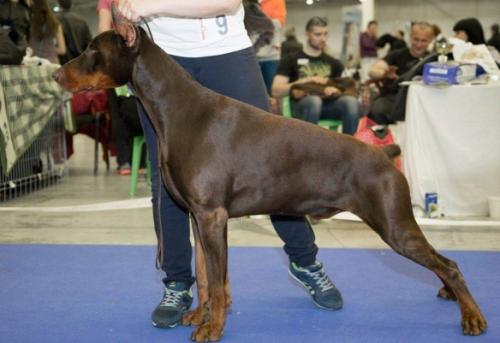 Fokus-Pokus Ukr-Bakkara | Brown Doberman Pinscher