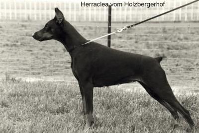 Herraclea v. Holzbergerhof | Black Doberman Pinscher