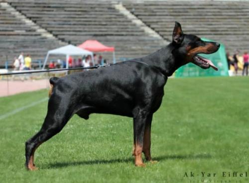 Ak-Yar Eiffel | Black Doberman Pinscher