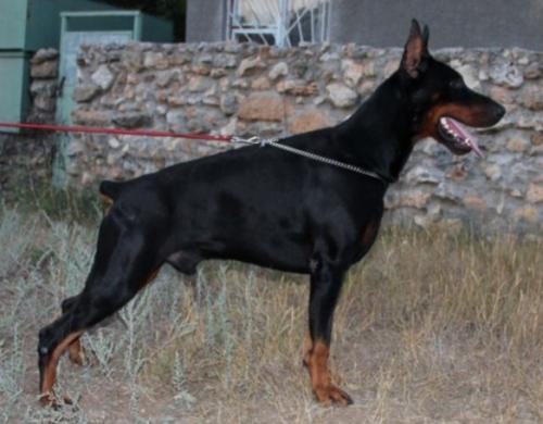 Ak-Yar Enrico | Black Doberman Pinscher