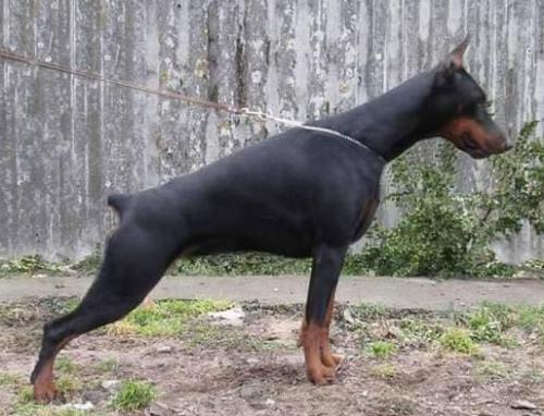 Ak-Yar Anetta | Black Doberman Pinscher