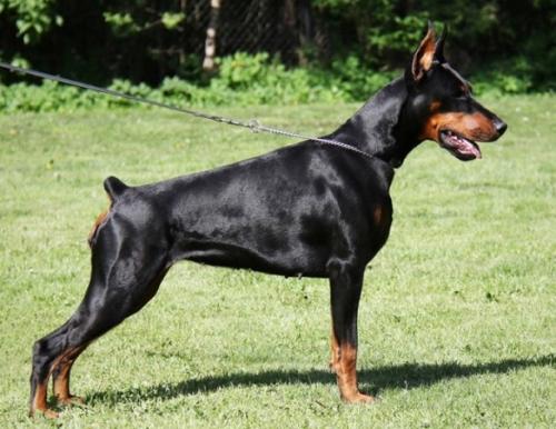 Imidz Lady Harmonie Hartlyn | Black Doberman Pinscher