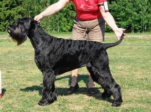 Top-Style Cembalo | Giant Schnauzer 