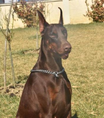 Yira di Altobello | Brown Doberman Pinscher