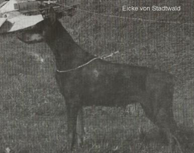 Eicke v. Stadtwald | Black Doberman Pinscher
