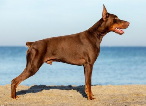 Get to the Point Nikits Dardanos | Brown Doberman Pinscher