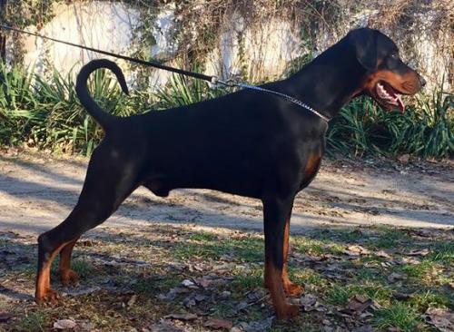 Vasco Nero di Perlanera | Black Doberman Pinscher