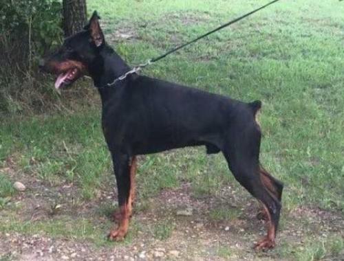 Jumping Jack od Telepa | Black Doberman Pinscher