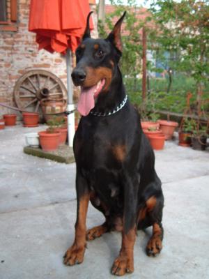 Anastasia od Croma | Black Doberman Pinscher