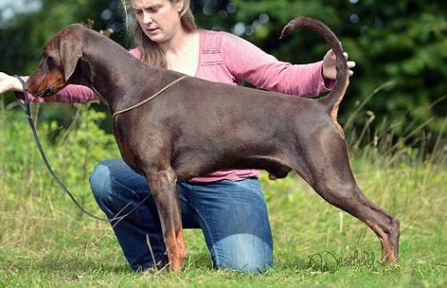 Newfords Innuendo | Brown Doberman Pinscher