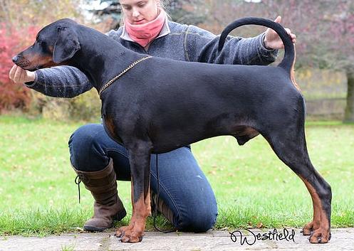 Newfords We will rock you | Black Doberman Pinscher