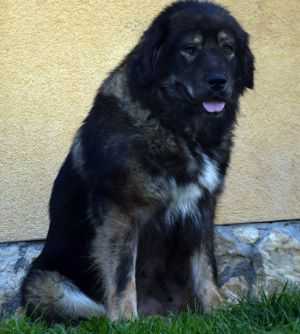 Varna De Marcus (ROU) | Caucasian Mountain Dog 