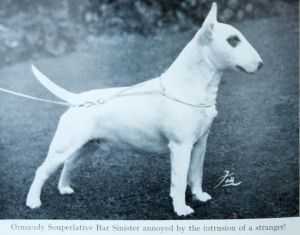 Ormandy Souperlative Bar Sinister | Bull Terrier 