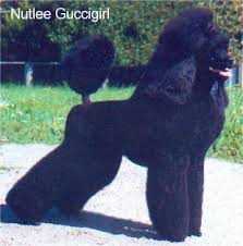 Nutlee Guccigirl | Poodle 