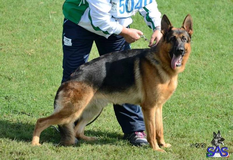 Sonny di Casa El-Ma | German Shepherd Dog 