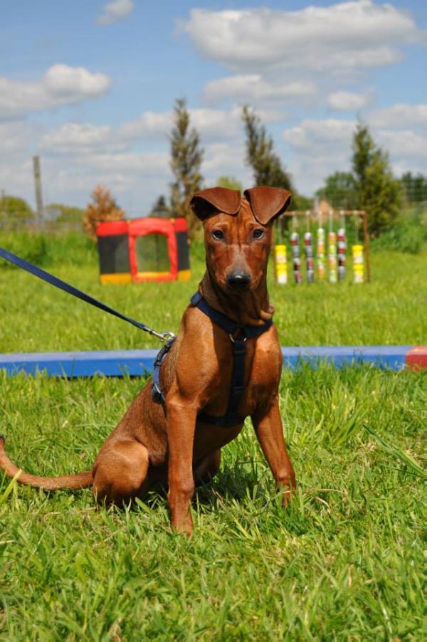 Ivy vom Roederauer Elbland | German Pinscher 