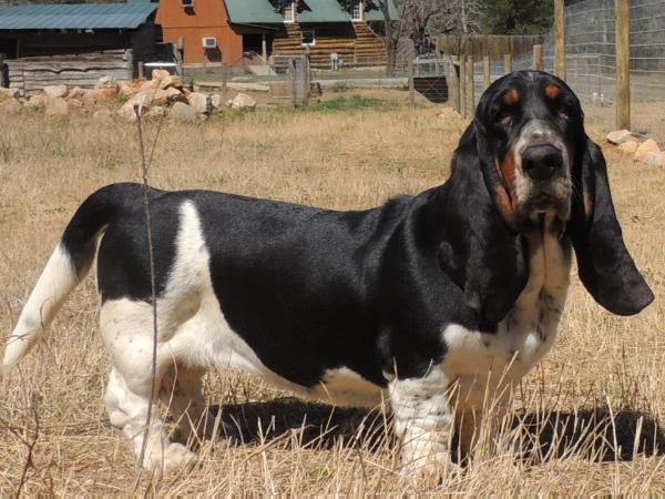 Janzen's Tennesee Weensy | Basset Hound 