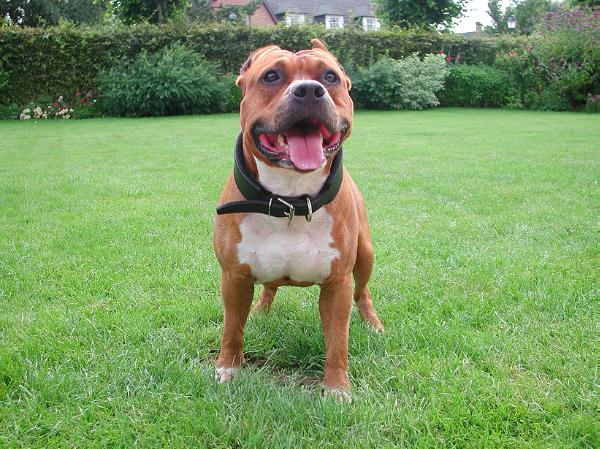 Code Red von Ronny's Red Company | American Staffordshire Terrier 