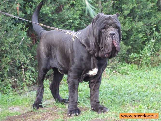 TIMUR DELLO STRADONE VESUVIANO | Neapolitan Mastiff 