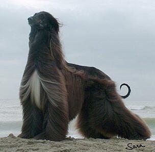 Xenos Marnero | Afghan Hound 