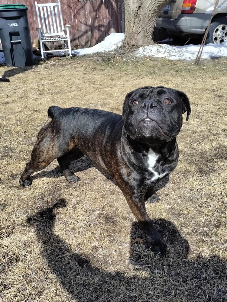 Shoreline's Esmerelda | Olde English Bulldogge 