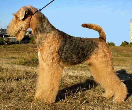 Fildale La Dolce Vita | Airedale Terrier 