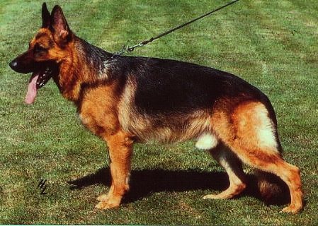 Jack vom Trienzbachtal | German Shepherd Dog 