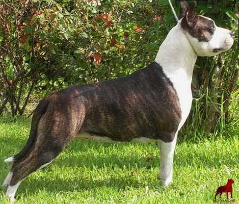 Red Diamond Step Into The Clouds | American Staffordshire Terrier 