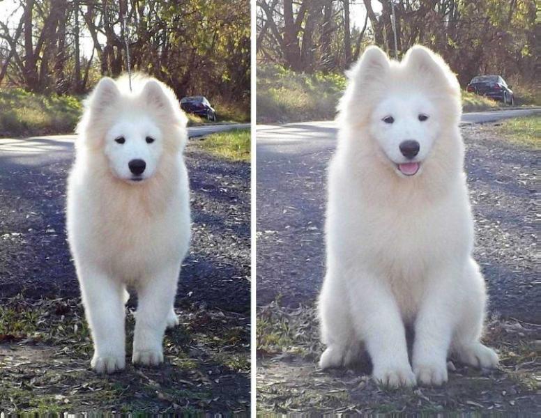 CLAY SWEETY Of Sunlight Angels | Samoyed 