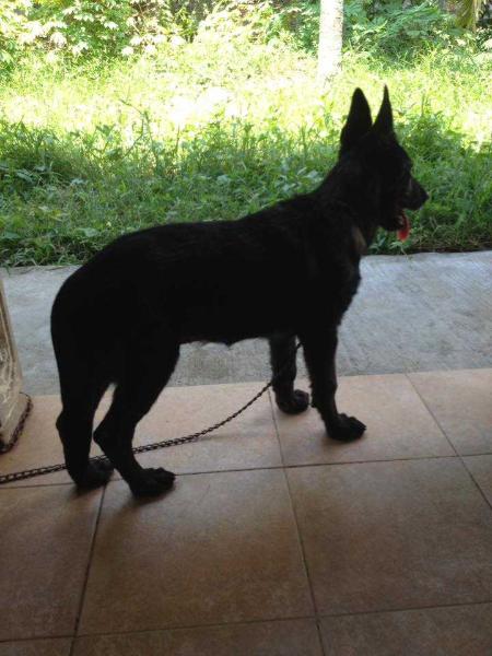 LINUX OF GOLDEN CANINE | Dutch Shepherd 