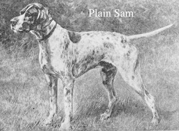 Plain Sam | Pointer 