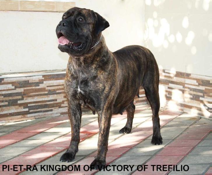 PI-RT-RA KINGDOM VICTORY OF VICTORY | Bullmastiff 