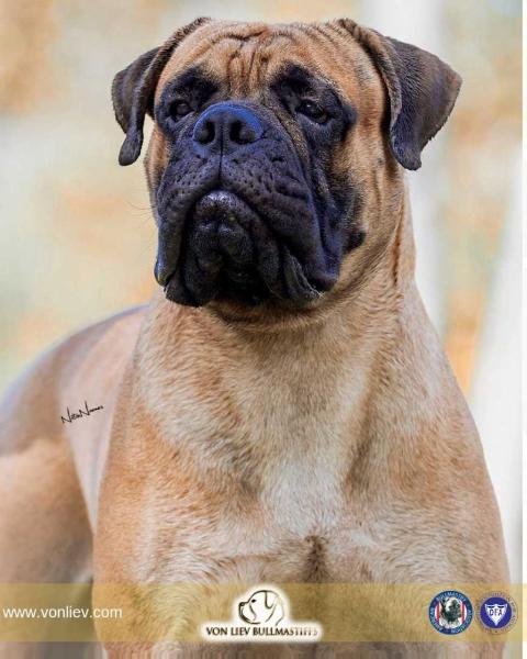 Von Liev 'n Eashik Taurus Spirit | Bullmastiff 