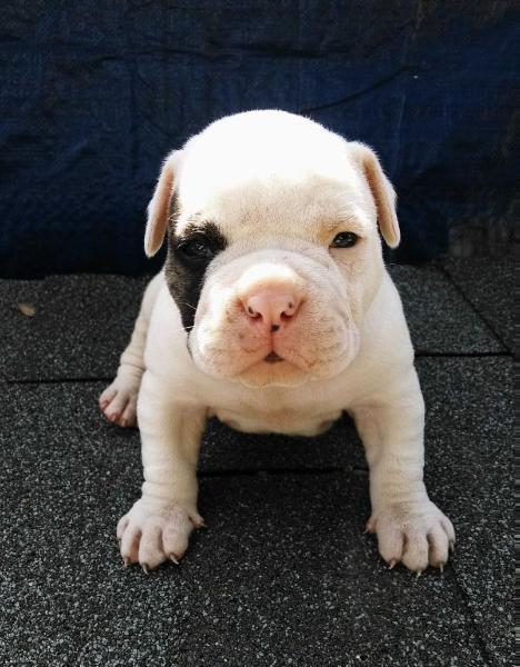 Younger's Olaf | American Bulldog 