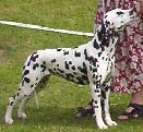 Perdita's Flower Power | Dalmatian 