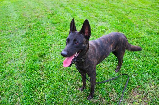 Emma Van Strikeforce ( U. Muff Jr.) | Dutch Shepherd 