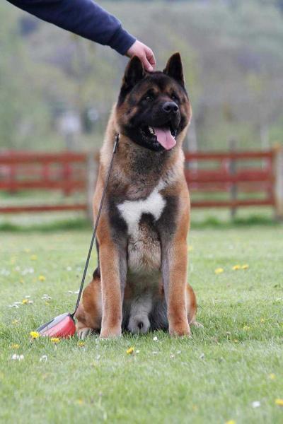 Melodor Wolfking | Akita 