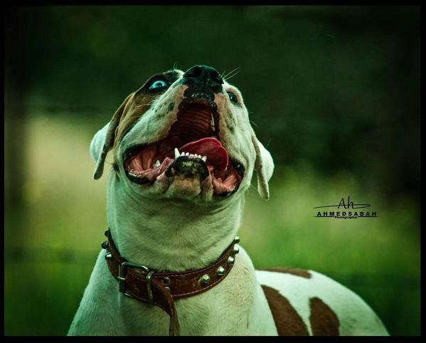 Coskuns Hera of Istanbulls | American Bulldog 