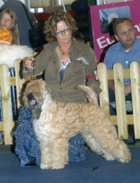 Tabaluga vom Dreiklang | Soft Coated Wheaten Terrier 