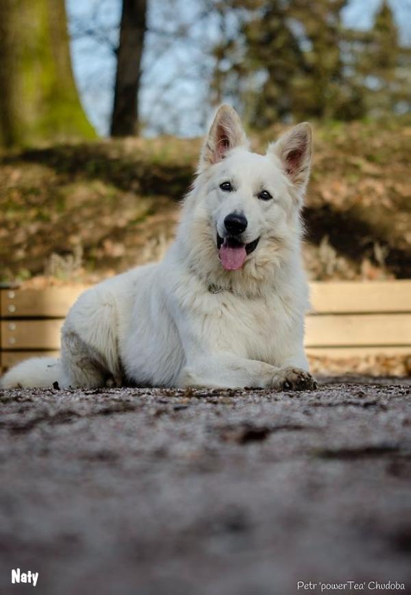 Nathan Hugh la Blankpapilio | White Swiss Shepherd Dog 