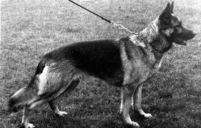 Arras vom Nibelungengold | German Shepherd Dog 