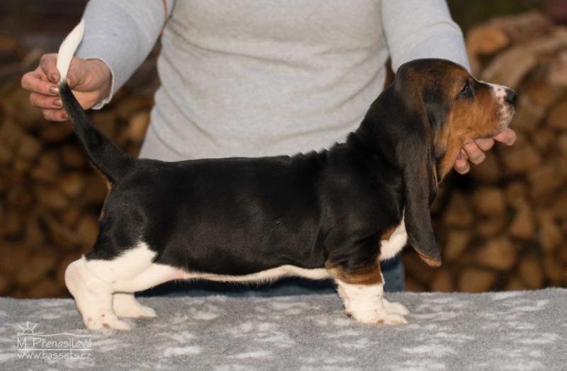 Xanadu Lady Barnett's | Basset Hound 