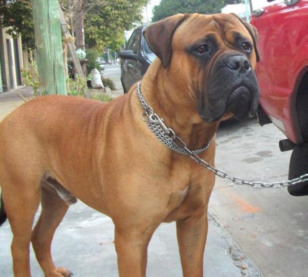 Noe Of Argos G&amp;C | Bullmastiff 