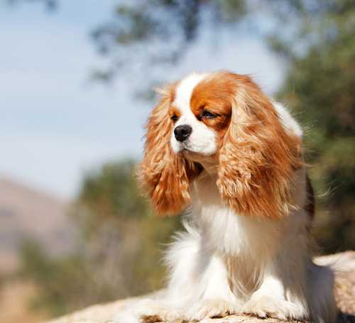 Greyhawk Idol Simone | Cavalier King Charles Spaniel 