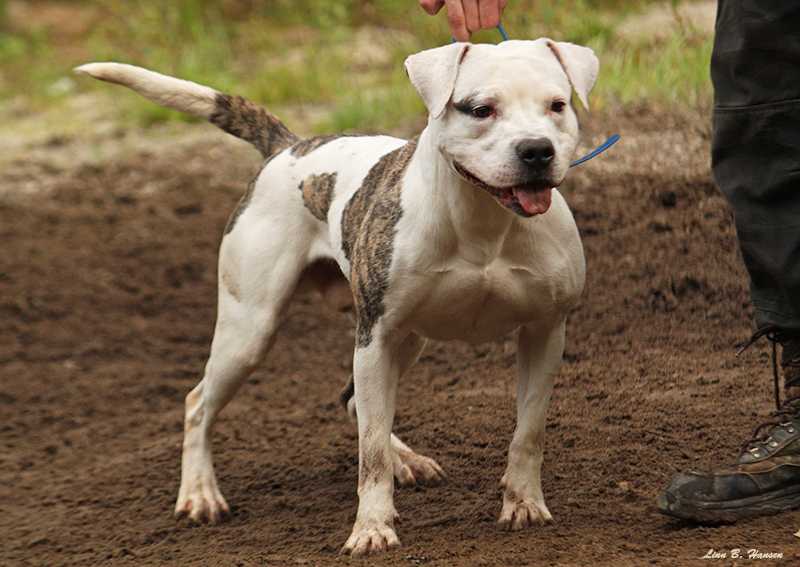 Bingen Bulldogs Second To None | American Bulldog 