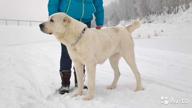 Ladzha iz Klovi | Central Asian Shepherd Dog 