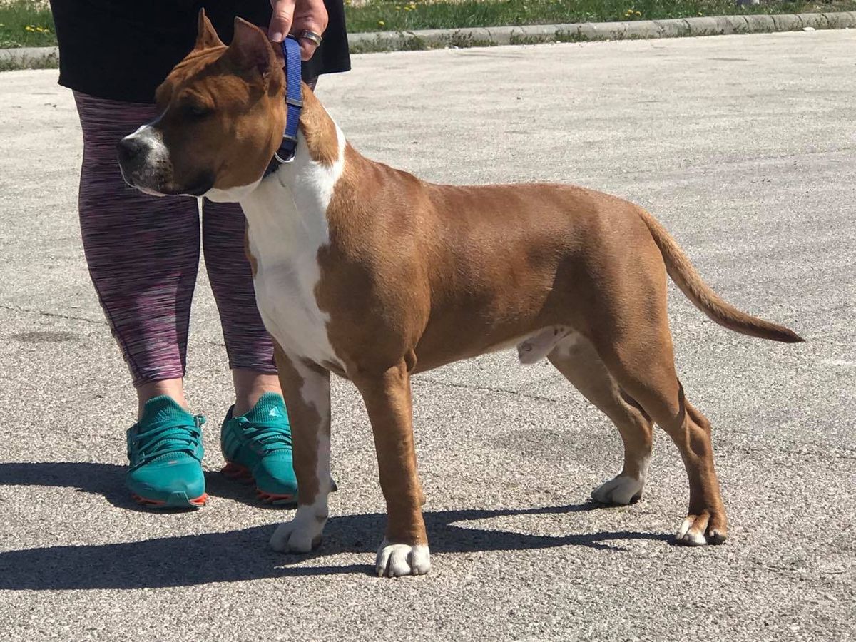 WHITE-amSTAFF Limited Edition | American Staffordshire Terrier 