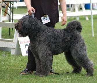 Rancho Cartouche de Fremery | Bouvier des Flandres 